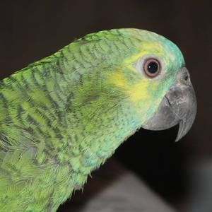 Meet your Posher, Janice